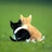 blackcatnogo