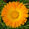 calendula28