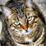 catsnow