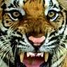 chanchal singh