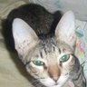 Charlie Catty