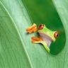 chktfrog