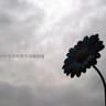 Cindy Kin