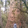 daviescl