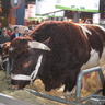 delavet