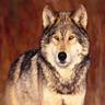 eaglewolf