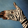 faustine-capo