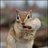 firpous