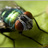 greenflyshop