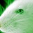 greenrat
