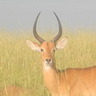 grutrote