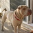 heidiharnish109
