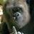 iza_zap