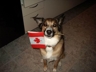 luckydog27