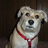 luckydog53