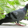 Rezqon Jaye