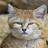mr-sandcat33