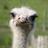 ostrich_boy