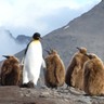 penguin2
