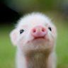 piggywrite