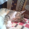 pimentinha