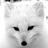 polarfoxapp