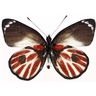 ppyofly