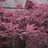 princemaple
