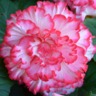 priyasureshkanna