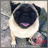 pugloveau