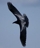 ravenii