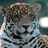 rebe_jaguar