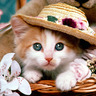 reta sweety7