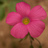 rspurlin