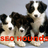 seohounds