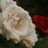 shammani