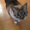 sophie-fortin