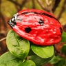 Sos-biodiversite
