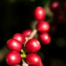 Specialty Coffee
