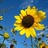 steph_pestel