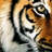tigersnip1