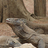 topkomodo