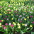 tulipmania