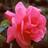 vishwanath M