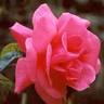 vishwanath M