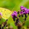 yellowpierid